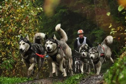 Bikejoring a Husky - aktív sport Husky