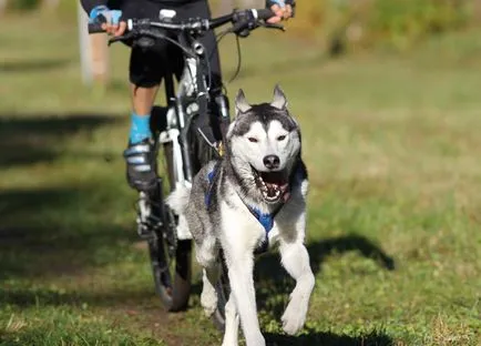 Bikejoring a Husky - aktív sport Husky