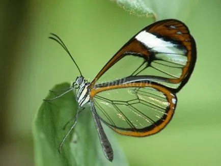 Butterfly плат с ръцете си