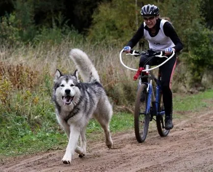 Bikejoring a Husky - aktív sport Husky