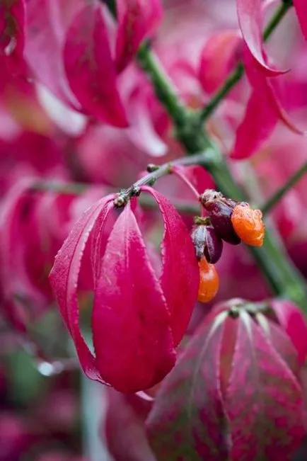 Euonymus alatus în grădină, plantarea, îngrijirea și fotografia