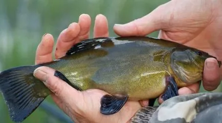 momeală inegalabil pentru prinderea Tench