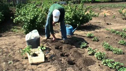 zile faste de aterizare în câmp deschis de tomate grădinar ajutor