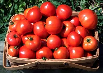 zile faste de aterizare în câmp deschis de tomate grădinar ajutor