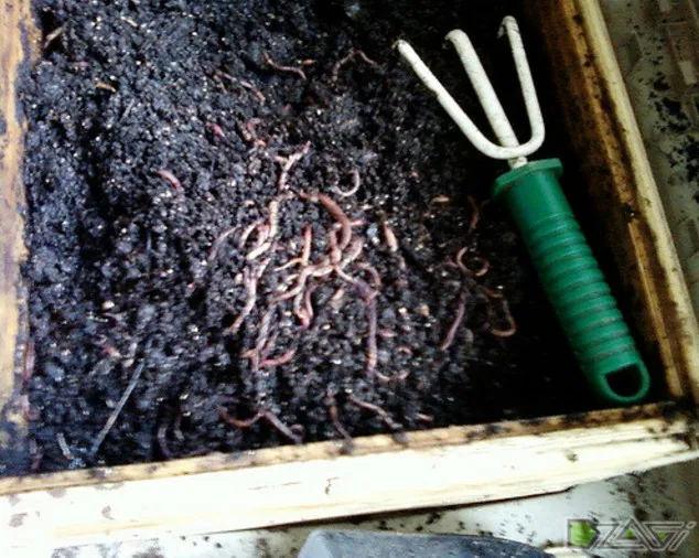 Vermicompost свои ръце - органика - Публикации - статии