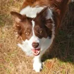 Border collie - a legintelligensebb fajta kutya