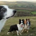 Border collie - a legintelligensebb fajta kutya