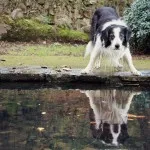 Border Collie - rasa cea mai inteligentă de câine