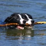 Border Collie - rasa cea mai inteligentă de câine