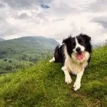 Border collie - a legintelligensebb fajta kutya