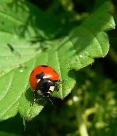 gradina Pest și plante de grădină