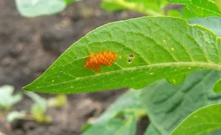 gradina Pest și plante de grădină