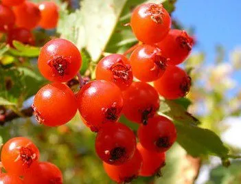 Hawthorn, hasznos tulajdonságok és ellenjavallatok