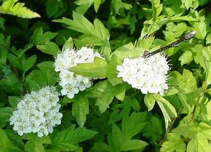 Hawthorn, hasznos tulajdonságok és ellenjavallatok