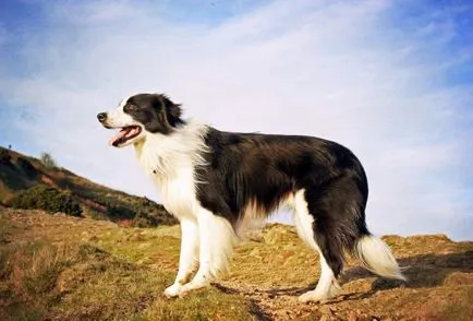 Border collie - a legintelligensebb fajta kutya