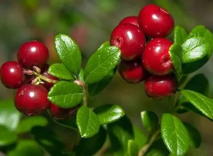 Cranberries egy ablakpárkányon