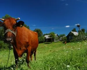 Letonă korovfermer rasa maro, fără a hassle este totul despre agricultura