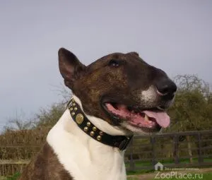 Istoria Bull Terrier, caracter, grijulii, mersul pe jos, catelus, foto, video