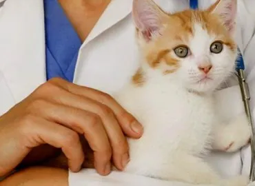 Frecvente boli pisici simptome și tratament, semne și fotografii