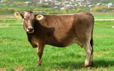 Brown fajta tehenek, a lett és Schwyz, az állatállomány