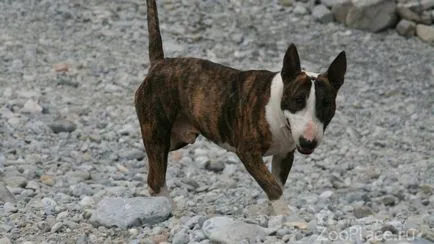 Istoria Bull Terrier, caracter, grijulii, mersul pe jos, catelus, foto, video