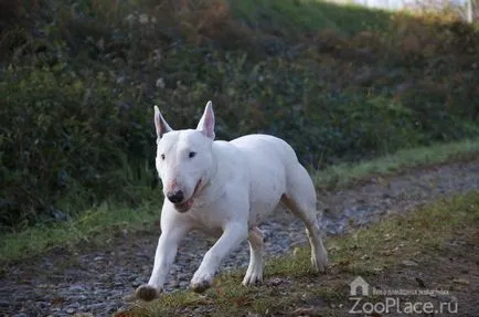 Istoria Bull Terrier, caracter, grijulii, mersul pe jos, catelus, foto, video