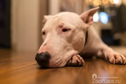 Istoria Bull Terrier, caracter, grijulii, mersul pe jos, catelus, foto, video