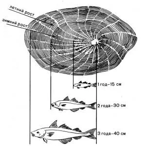 Hal pikkelyek, szerkezet, fajok