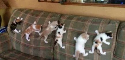 Cauza pentru canapele din padding pisica
