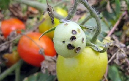 Negru tomatelor - Simptome, fotografie, prevenirea bolilor și combaterea acestui fenomen