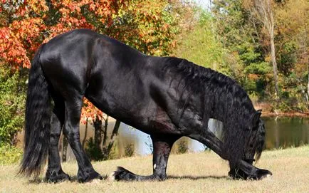 Black Pearl Развъждане - Friesian кон