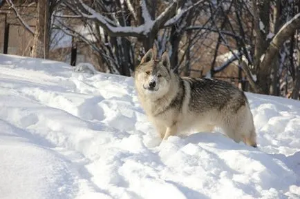 Чехословашката история и описание на качеството на работата Wolfdog порода