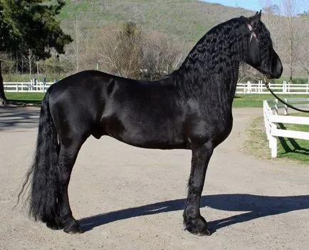 Black Pearl Развъждане - Friesian кон