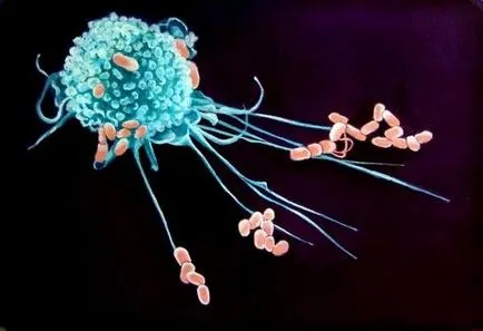 Mi az emberi immunrendszert, és miért van szükség
