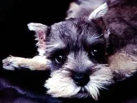 Миниатюрен шнауцер препоръки Миниатюрен шнауцер кученце размножаване снимки, избор на място за кученце