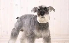 Törpe schnauzer törpe schnauzer kiskutya tenyésztési javaslatok fotók, a helyszín kiválasztását egy kiskutyát