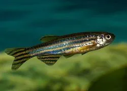 Zebrafish - întreținerea și îngrijirea