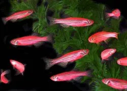 Zebrafish - întreținerea și îngrijirea