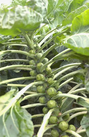 Karfiol és brokkoli termesztése és gondozása