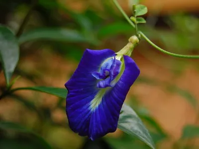 Virág Clitoria ternatea