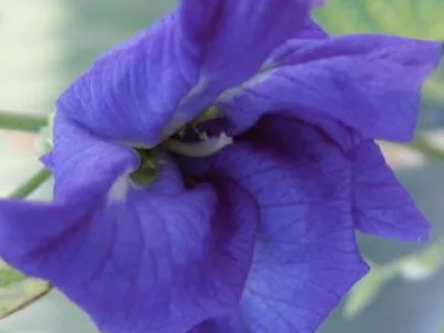 Цветя Clitoria ternatea