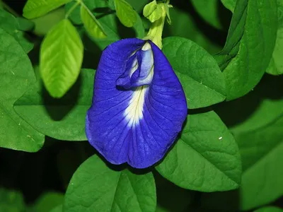 Flori Clitoria ternatea