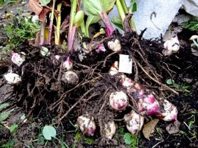 Canna virágok nőnek a kertben, ültetés és gondozás a nyílt terepen, hogyan kell tartani a házat a téli