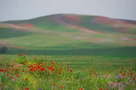 По-нататъшни планове