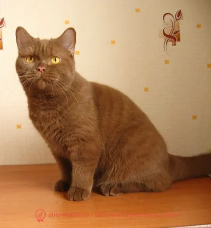 Fahéj színű brit macska