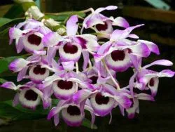 Dendrobium Nobile