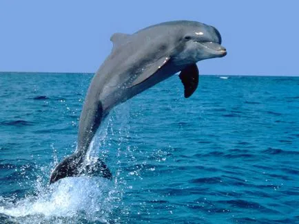 Dolphin este un pește 