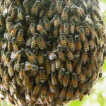 Vadméh faj, méz gyűjtésre és videó