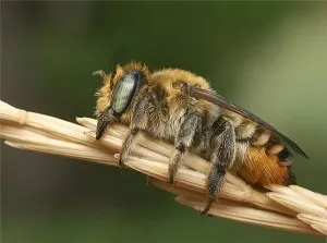 Wild пчелни видове, събиране и видео мед