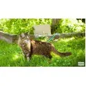 Szfinx vagy orosz szőrtelen macska cikkek macskák